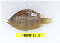 藏品(條紋豆娘魚)的圖片